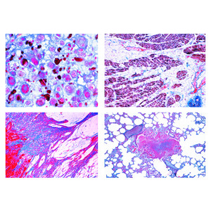 LIEDER Preparate microscop, patologie si histologie pentru medicina veterinara